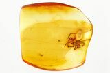 Detailed Fossil Spider (Araneae) In Baltic Amber #367507-1